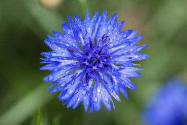 Yağmurdan sonra bahçede mavi mısır çiçeği.
