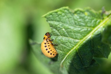 Colorado böceği patates yapraklarını genç yaşta yer. Böcekler tarladaki bir mahsulü yok eder. Vahşi yaşam ve tarım alanındaki parazitler.