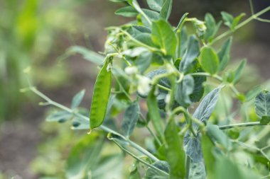 Bahçede olgun yeşil bezelye kabukları. Doğal ve sağlıklı sebzeler.
