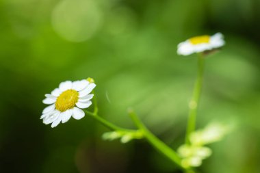 Küçük beyaz bir çiçek çimenliğe yakın duruyor. Parlak çiçekli minik papatyalar, çayırda büyüyen ince çimen yaprakları. Ayrıntılara seçici odaklanma, bulanık arkaplan.