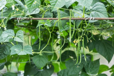 Bezelye bitkileri sebze bahçesinde büyüyor..