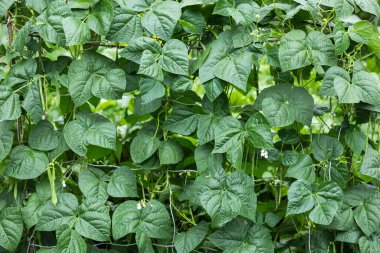 Cowpea Vigna Bahçede unguiculata.