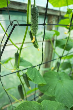 Organik salatalık yetiştirme. Serada olgunlaşan taze yeşil sebzelere yakın çekim.