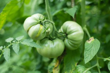 Fresh green tomatoes plant with fruits.