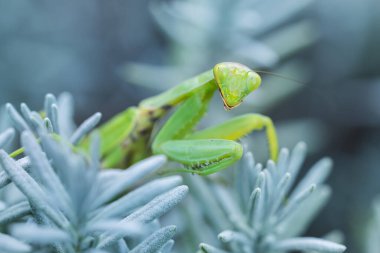 Kameraya bakarken yeşil ve sarı yapraklardan çıkan yeşil peygamber devesi Tenodera Sinensis 'in yakın plan portresi.