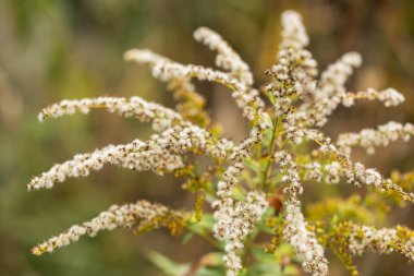 Sodago canadensis tohumları, sonbaharda beyaz kabarık tüy yumakları..