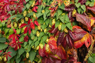Güzel yabani üzümler ve sarmaşık, sonbahar kırmızı yapraklı yabani üzümler..