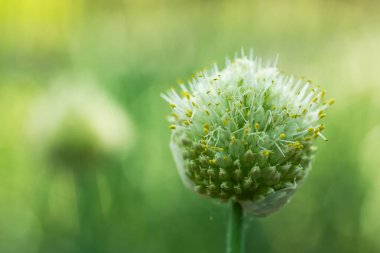Bahçede çiçek açan yeşil soğan. Bahar sezonu.