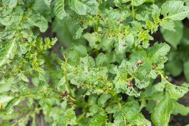 Bir sürü Colorado patates böceği. Colorado böceği patates yapraklarını genç yaşta yer. Colorado patates böceği..