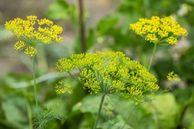 Dill bloomed in the summer in the garden. Dill grew in the garden. Autumn. Greens. Culinary ingredients. Spice.