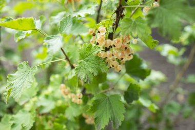 Bahçedeki dalda kuş üzümü çiçekleri.