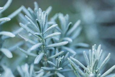 Pamuk lavanta çalısı, yakın plan, çiçek arkaplan.