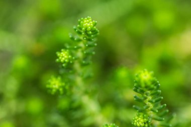 Tatsız Stonecrop, Sedum seks düşkünü uzun ömürlü. Çiçeklerle sulu..
