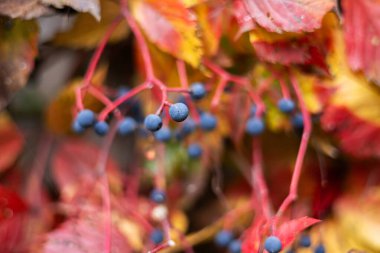 Parlak kırmızı ve turuncu üzüm yapraklarıyla kaplı bir duvar. Doğanın sonbahar güzelliği, dekoratif bitki arka planı.