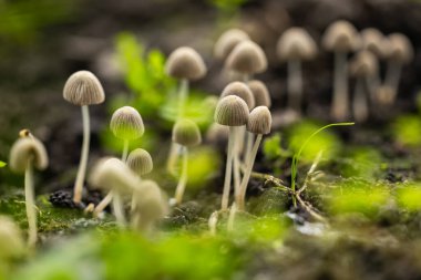 Küçük mantarlar Coprinellus yeşil yosun içinde yayılır. Coprinellus yaygın olarak peri mürekkebi ya da yeşil yosunlu asker parçacıklı kapağı olarak bilinir.