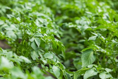 arka plan olarak patates yeşil yapraklar.