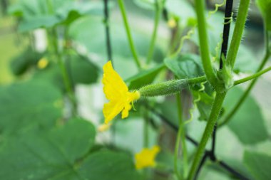 Sarmaşıkta yetişen küçük bir salatalık, sarı bir çiçekle birlikte doğal bir bahçe ortamında salatalık gelişiminin ilk aşamalarını gösteriyor.