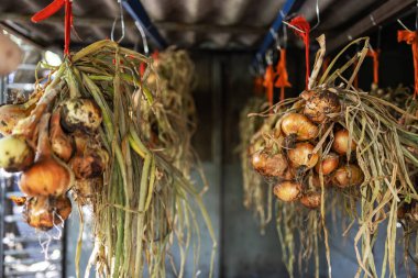 Yakından Sera Damından sarkan Kurutulmuş Soğanlar,