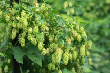 Bira ve ekmek yapmak için yeşil taze hop koni yakın çekim.