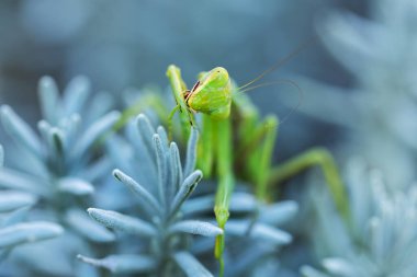 Arka planı bulanık olan peygamber devesi yaprağı. Peygamber devesi makro görünümü.