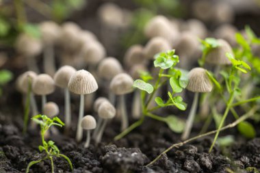 Kısmen gölgelenmiş büyük bir grup küçük mürekkep mantarı Coprinellus ormandaki çürüyen bir kütükte yosun arasında büyüyor.