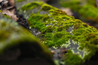 Yeşil yosun bir evin çatısında yetişir..