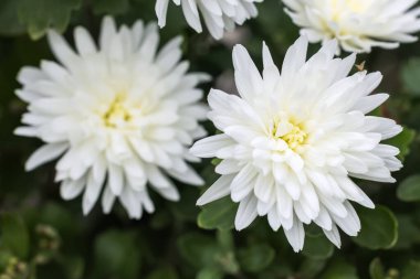 Bahçede beyaz kasımpatı.