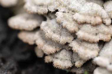 Parçalanmış solungaç şizofreni komün mantarı adı verilen Jamur grigit bir ağaç gövdesinde yetişir..