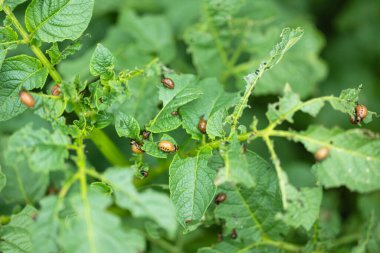 Colorado patates böceği larvaları patates yaprağının üzerinde..