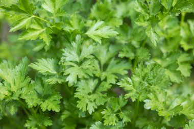 Maydanoz bahçede yetişir. Yeşil maydanoz yaprakları.