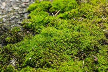Yeşil yosun, bir taşın üzerinde..