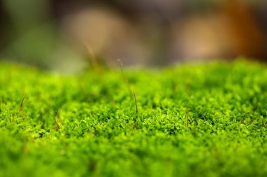 Yosunlu ormandaki yosun bolluğu. Yosunlu orman manzarası. Yosunlu ormanda yosun. Yosun tutmuş ağaçta yeşil yosun.