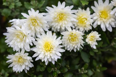 bahçede beyaz krizantem.