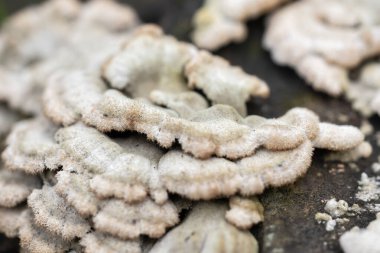 Parçalanmış solungaç şizofreni komün mantarı adı verilen Jamur grigit bir ağaç gövdesinde yetişir..