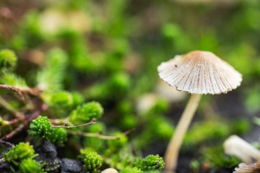 Küçük mantarlar Coprinellus yeşil yosun içinde yayılır. Coprinellus yaygın olarak peri mürekkebi ya da yeşil yosunlu asker parçacıklı kapağı olarak bilinir.