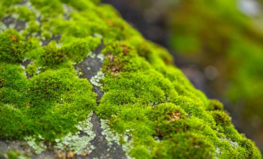 Çatıda yosun yetişiyor. Doğa arkaplan kavramı.