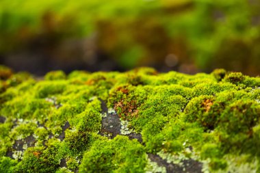 Yosunlu ormandaki yosun bolluğu. Yosunlu orman manzarası. Yosunlu ormanda yosun. Yosun tutmuş ağaçta yeşil yosun.
