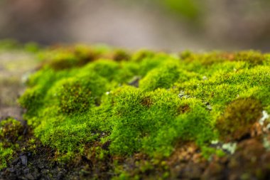 Eski, pürüzlü kiremitler yosun ile kaplanmış..