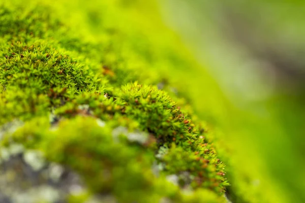 Yosunlu ormandaki yosun bolluğu. Yosunlu orman manzarası. Yosunlu ormanda yosun. Yosun tutmuş ağaçta yeşil yosun.