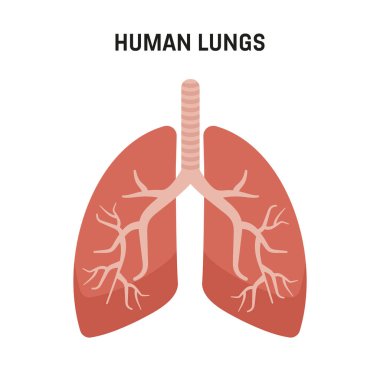 İnsan ciğerleri. Tıbbi semboller, soyut yapısı olan insan ciğerleri.