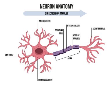 Diagram of Neuron Anatomy. Illustration of neuron anatomy. clipart
