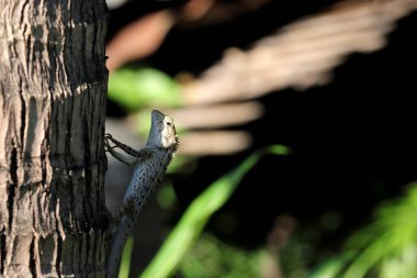 Bukalemun hindistan cevizi ağacına tutunmuş ve şüpheli bir şekilde bana bakıyordu..