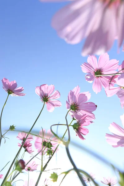 Pembe çiçeklerin uzun dalları vardır. Dalları gökyüzüne doğru kaldırın. Arka planda güneş ışığı var..