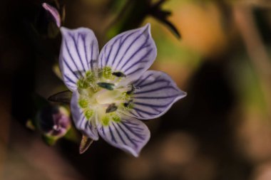 Swertia striata Coll, Gentianaceae Doğada açan beyaz çiçekler, Burma ve Kuzey Tayland 'da bulunur..