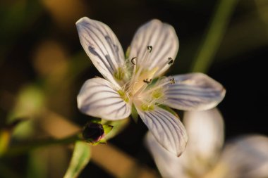 Swertia Striata Coll. Doğada çiçek açan güzel beyaz. Burma ve Kuzey Tayland 'da bulundu..