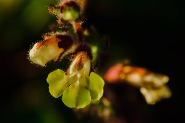 Doğada güzel açan sarı çiçek Bilimsel adı Phiirospermum Parishii Hk. F
