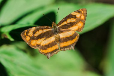 Yaprağın üzerindeki bir kelebek, Athyma Nefte, ormanlık alanlarda bulunur..