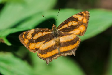 Yaprağın üzerindeki bir kelebek, Athyma Nefte, ormanlık alanlarda bulunur..