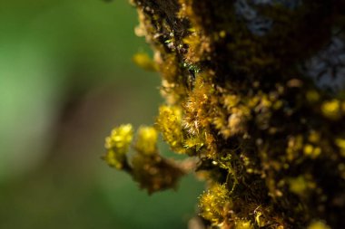 Doğal ormandaki ağaçlardaki yeşil yosunlar nemi gösteriyor..