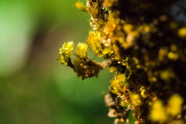 Doğal ormandaki ağaçlardaki yeşil yosunlar nemi gösteriyor..